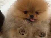 Boo Pomeranian Gerçek Ayicik Surat Yavrularımız 