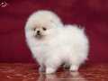Boo Pomeranian Ayıcık Surat Yavrularımız 