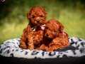 Toy Poodle Safkan Belgeli En Küçük Boy Yavrularımız 