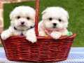 Maltese Terrier Kore En Minik Yavrularımız 