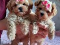 Maltipoo Teacup Bebek Surat En Küçük Boy Yavrular