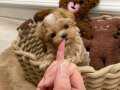 Maltipoo En Mini Teacup Yavrular