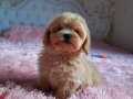 Maltipoo Bebek Surat Teacup Yavrularımız 