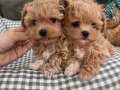 Maltipoo En Küçük Boy Yavrularımız 