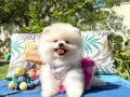 Pomeranian Boo Teddy Bear Safkan Baby Face Yavrularımız 