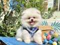 Teddy Bear Safkan Boo Pomeranian Bebeklerimiz 
