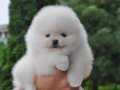 Boo Pomeranian Teddy Bear Bebeklerimiz