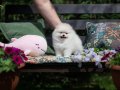 Boo Pomeranian Safkan Ayi Surat Yavrularımız Mini Boy