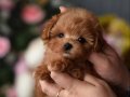 Maltipoo En Küçük Boy Safkan Bebeklerimiz 