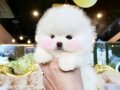 Boo Pomeranian Yavrularımız Ayı Surat 