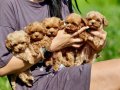 Ultra Mini Maltipoo Bebek Surat Yavrularımız 