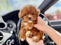Teacup Maltipoo Yavrularımız En Küçük Boy 