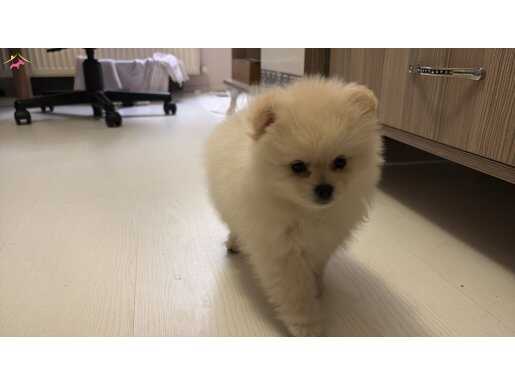 3 aylık dişi ilk aşıları var 