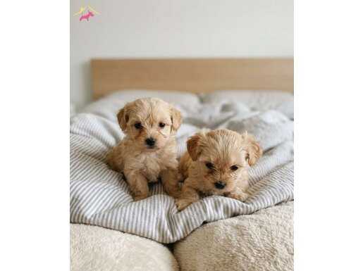 Avuç İçi Kadar Maltipoo Yavruları | Pede Alışık Oyuncaklar