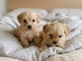 Avuç İçi Kadar Maltipoo Yavruları | Pede Alışık Oyuncaklar
