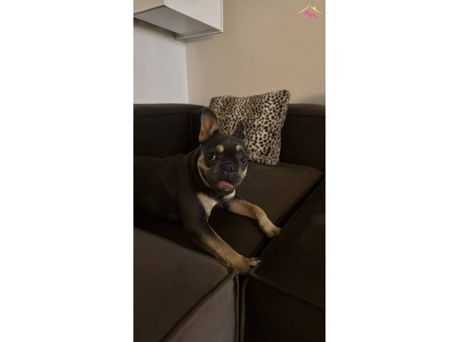 6 aylık Matcha yeni yuvasını arıyor! :)