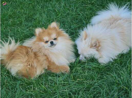 Yetiskin pomeranian oyuncu    sifir burun