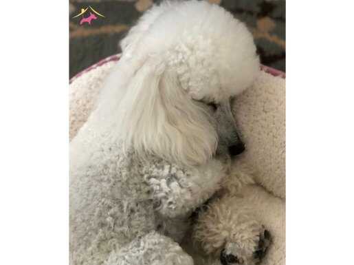 Nadir bulunan safkan beyaz poodle 
