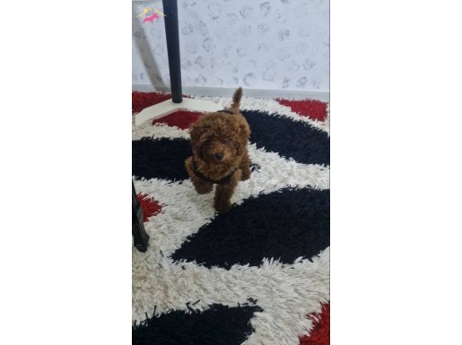 Ev ortamında orjinal kore toy poodle 