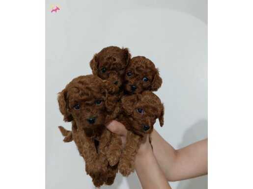 Apartman yaşamına uygun orjinal toy podlee