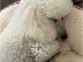 Nadir bulunan safkan beyaz poodle 