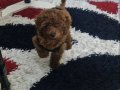 Ev ortamında orjinal kore toy poodle 