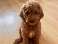sevimli uysal can arkadaşı maltipoo