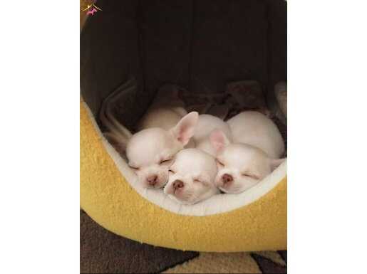 Orjinal xxs chivavava