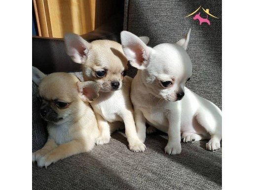 XXS CHİVAVA 0 NUMARA