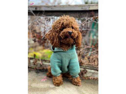 15 AYLIK KORE KUYRUKSUZ POODLE