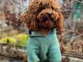 15 AYLIK KORE KUYRUKSUZ POODLE