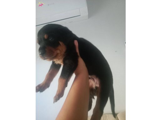 Rottweiler 1 aylık 6 erkek 1 dişi anne baba orjinal yavrular
