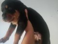 Rottweiler 1 aylık 6 erkek 1 dişi anne baba orjinal yavrular