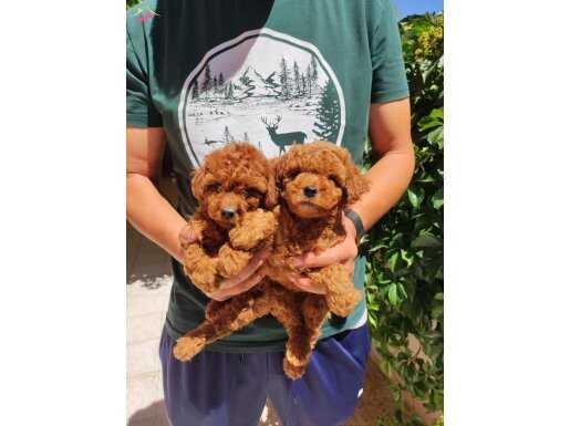 Kore toy poodle bebeklerim