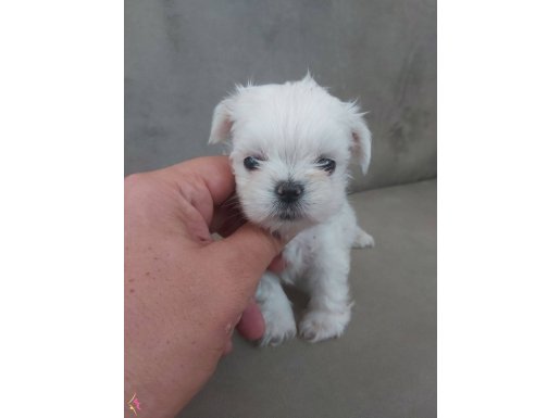 2 aylik teacup kore maltese bebekler..