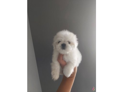 2.5 aylik Kore maltese erkek