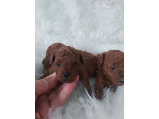 Saglik garantili redbrown kore toy poodle bebekler