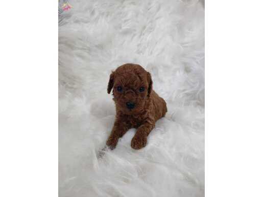 Kore toy poodle kizlarimiz teslime hazır 