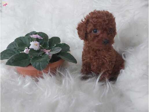 Kore poodle dişi bebeklerim 