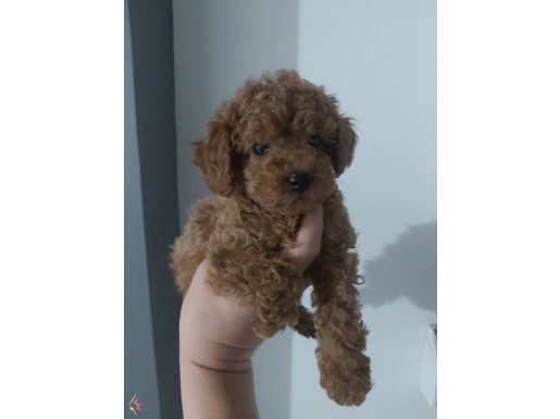 2.5 aylik erkek toy poodle