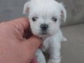 2 aylik teacup kore maltese bebekler..