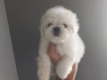 2.5 aylik Kore maltese erkek