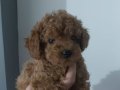 2.5 aylik erkek toy poodle