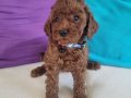 3 aylik redbrown toy poodle bebekler