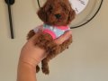 3 aylik redbrown toy poodle bebekler