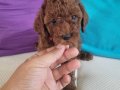 3 aylik redbrown toy poodle bebekler