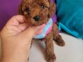 3 aylik redbrown toy poodle bebekler