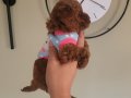3 aylik redbrown toy poodle bebekler