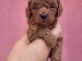 3 aylik redbrown toy poodle bebekler
