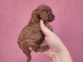 3 aylik redbrown toy poodle bebekler